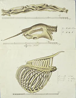 Robert Jacob Gordon Artwork Prints: Giraffa camelopardalis (Giraffe), skeleton, 1779. Creator: Robert Jacob Gordon