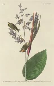 Golden-Crested Wren, 1833. Creator: Robert Havell Golden-Crested Wren, 1833. Creator: Robert Havell