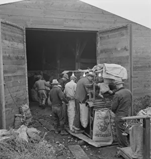 Great Depression Era Farming Prints: Grading potatoes, preparing for shipment