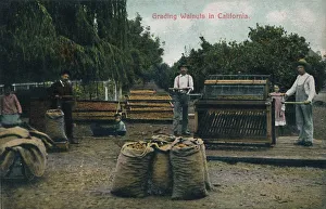 California Agriculture Prints: Grading Walnuts in California, c1910s. Creator: Unknown
