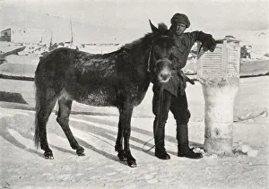 Gran With Mule Lal Khan, c1911, (1913). Artist: Frank Debenham Gran With Mule Lal Khan, c1911, (1913). Artist: Frank Debenham