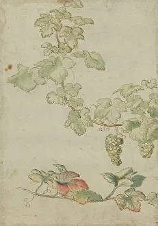 Grapevine Print, 17th Century