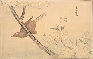 The Gray Thrush, 1789. Creator: Kitao Masayoshi The Gray Thrush, 1789. Creator: Kitao Masayoshi