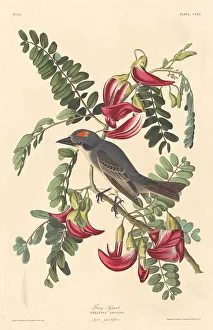 Gray Tyrant, 1833 Print by Robert Havell