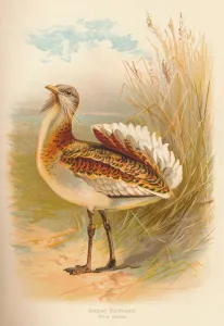 Great Bustard (Otis tarda), 1900, (1900). Artist: Charles Whymper Great Bustard (Otis tarda), 1900, (1900). Artist: Charles Whymper