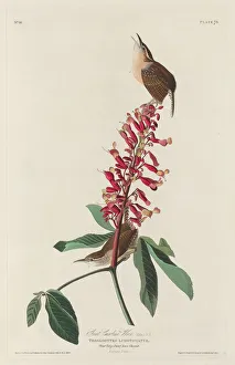 Great Carolina Wren, 1830. Creator: Robert Havell Great Carolina Wren, 1830. Creator: Robert Havell