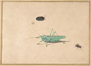 A Great Green Bush Cricket..., A Clioniona Spider, and a Beetle, 17th century (?) A Great Green Bush Cricket..., A Clioniona Spider, and a Beetle, 17th century (?)