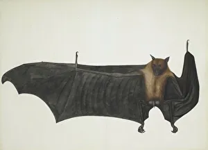 Great Indian Fruit Bat, ca. 1777-82. Creator: Bhawani Das