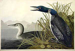 Great Northern Diver or Loon, Colymbus Glacialis, 1845 Great Northern Diver or Loon, Colymbus Glacialis, 1845