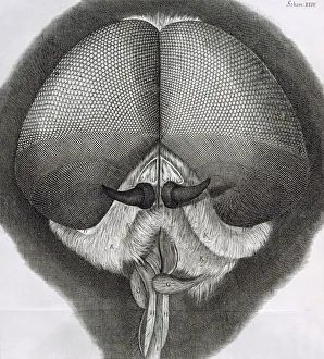 Grey drone-fly, observation XXXIX from Hookes Micrographia, 1664. Artist: Robert Hooke Grey drone-fly, observation XXXIX from Hookes Micrographia, 1664. Artist: Robert Hooke