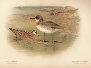 Grey Phalarope (Phalaropus fulicarius), Red-Necker Phalarope (Phalaropus hyperboreus) Grey Phalarope (Phalaropus fulicarius), Red-Necker Phalarope (Phalaropus hyperboreus)