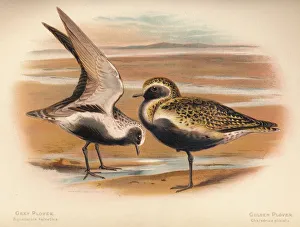 Grey Plover (Squatarola helvetica), Golden Plover (Charadrius pluvialus), 1900, (1900). Artist: Charles Whymper Grey Plover (Squatarola helvetica), Golden Plover (Charadrius pluvialus), 1900, (1900). Artist: Charles Whymper