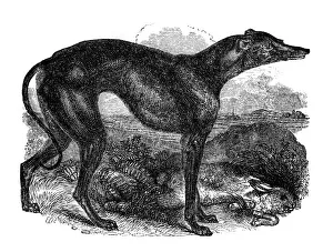 Antique Science Illustrations Prints: Greyhound, 1848