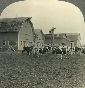 Group of Modern Dairy Barns and Herd of Holstein Cattle at Lake Mills, Wisconsin Group of Modern Dairy Barns and Herd of Holstein Cattle at Lake Mills, Wisconsin