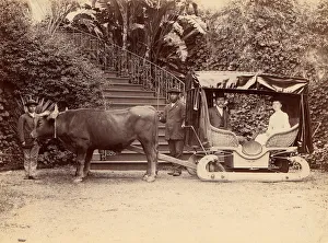 Hack Madeira, 1880s Print