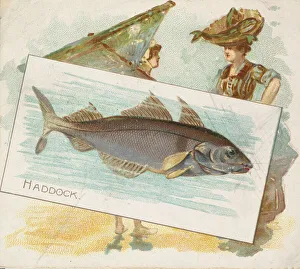 Haddock, from Fish from American Waters series (N39) for Allen & Ginter Cigarettes Haddock, from Fish from American Waters series (N39) for Allen & Ginter Cigarettes