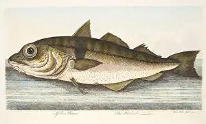 The Haddock, from A Treatise on Fish and Fish-ponds, pub. 1832 (hand coloured engraving) The Haddock, from A Treatise on Fish and Fish-ponds, pub. 1832 (hand coloured engraving)