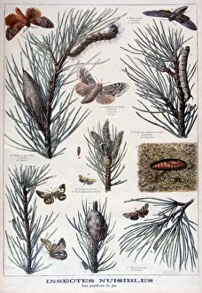 Harmful insects: butterflies and moths that damage pine trees, 1897. Artist: A Clement Harmful insects: butterflies and moths that damage pine trees, 1897. Artist: A Clement