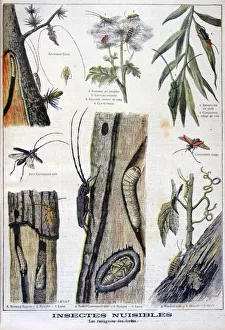Harmful Insects Print, 1897 Forest Destructors Illustration