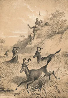 David Livingstone Expedition Prints: The Hartebeest, c1880