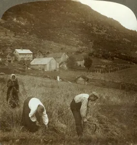 Harvesting barley on a Mindresunde farm in the valley near Olden, Norway, c1905 Harvesting barley on a Mindresunde farm in the valley near Olden, Norway, c1905