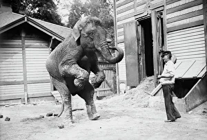 Black And White Elephant Photos Prints: Hattie the elephant and Bill Snyder, between c1910 and c1915. Creator: Bain News Service