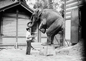 Heritage Animal Art Prints: Hattie the elephant and Bill Snyder, between c1910 and c1915. Creator: Bain News Service