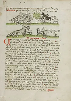 Medieval Religious Manuscripts Prints: A Herd of Wolves Attacking a Flock of Rams; Fables
