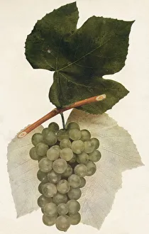 Nature Still Life Photos Prints: Hidalgo, 1908