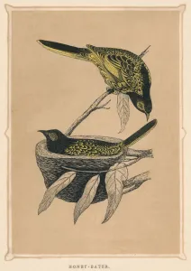 Honey-Eater, (Meliphagidae), c1850, (1856) Honey-Eater, (Meliphagidae), c1850, (1856)