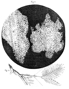 Oxford Science Archive Prints: Hookes observations of the cellular structure of cork and a sprig of Sensitive Plant, 1665