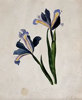 British Heritage Art Collection Prints: Two iris flowers, c1900. Creator: E Finlaison