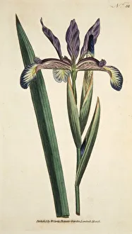 Blue Iris Flower Prints: Iris Spuria (Spurios Iris), pub. 1790 (hand coloured engraving). Creator: English School
