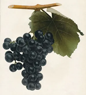 Fruit Plant Photography Prints: Isabella, 1908