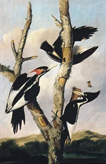Ivory-billed Woodpeckers, ca. 1830-31. Creator: Joseph Bartholomew Kidd Ivory-billed Woodpeckers, ca. 1830-31. Creator: Joseph Bartholomew Kidd