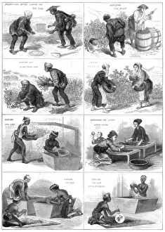 Japanese tea production, 1874 Japanese tea production, 1874