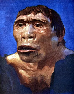 Prints of Java Man (Pithecanthropus erectus). Reconstruction based on a skull cap, thigh bone and two back teeth discovered in Pliocene fossil beds in Trinil, Central Java, by Dr Eugene Dubois in 1894 Eugene Dubois Prints: Java Man Print: A 19th-century reconstruction of a skull cap and thigh bone