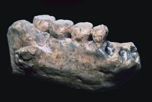 Java Man Jaw and Teeth Print