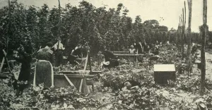 Kent Hops Print, c1948