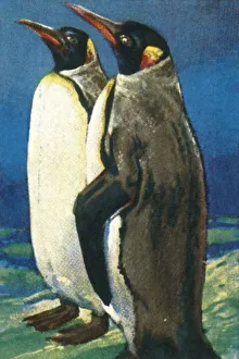 King Penguin Print, c1928