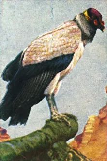 Vintage Bird Images Prints: King vulture, c1928. Creator: Unknown