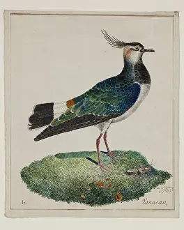 18th Century Lapwing Print