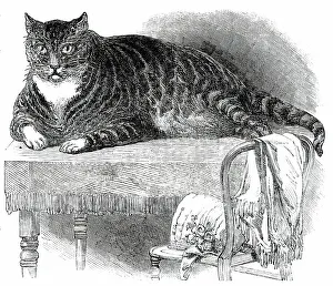 Victorian Era Animals Prints: Large Cat, 1850. Creator: Unknown