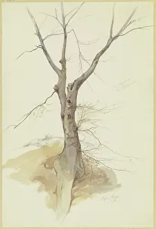 Leafless Tree Print, 1846