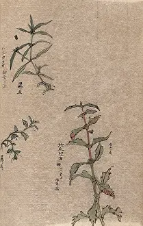Japanese Botanical Illustrations Prints: Three leafy plant stems. Creator: Unknown