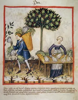 Medieval Farming Practices Prints: Leeks, 14th century. Creator: Unknown