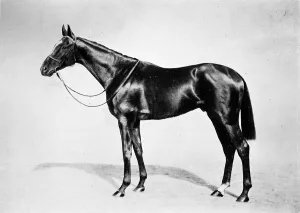 Horse Racing In Britain Prints: Lemberg, 1911
