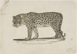 Thomas Bewick Art Prints: Leopard, n. d. Creator: Thomas Bewick