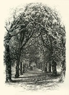 Cassell Petter Galpin Engravings Prints: The Lime Walk, Trinity, c1870