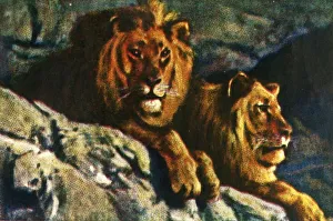 African Lion Print, c1928
